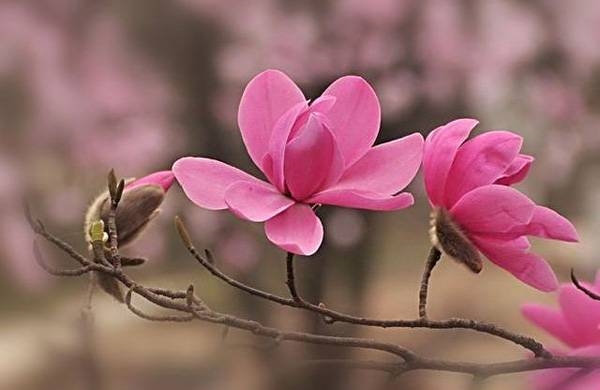 清明，獻(xiàn)給您一束辛夷花
